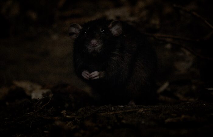 The_Mousetrap_Still_Shot_8